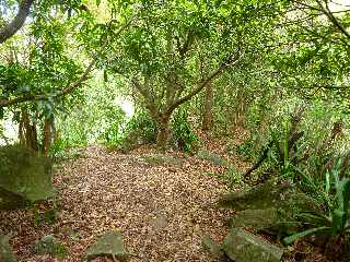 Pont d'Yves - Sentier vers le Bras de la Plaine - Plateau