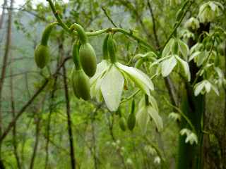 Bras de la Plaine (Sentier du Pont d'Yves) - Fleurs de choca vert