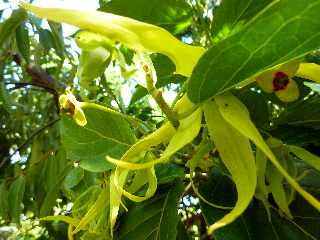 Domaine du caf grill - Pierrefonds - St-Pierre - Ylang-ylang