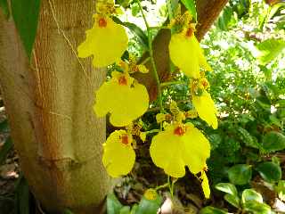 Domaine du caf grill - Pierrefonds - St-Pierre - Orchide Corbeille d'or