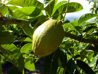 Domaine du caf grill - Pierrefonds - St-Pierre - Pistachier