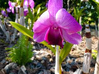 Domaine du caf grill - Pierrefonds - St-Pierre - Orchide