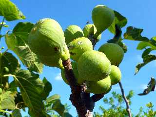 Pierrefonds - Domaine du caf grill - Figues