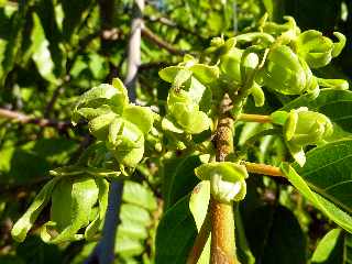 Pierrefonds - Domaine du caf grill - Ylang-ylang