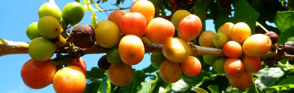 Domaine du caf grill - Pierrefonds - Cerises sur un cafier