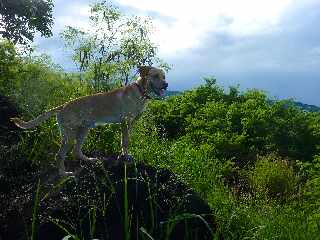 Sentier de Cayenne  Bras Mouton - St-Leu - Chien guetteur