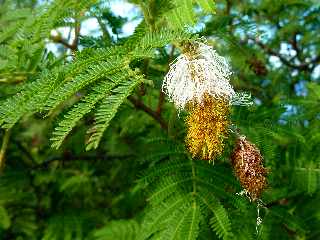 Sentier de Cayenne  Bras Mouton - St-Leu - Varit de mimosa ?