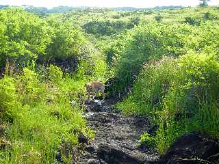 Sentier de Cayenne  Bras Mouton - St-Leu - Dalles de lave