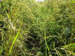 Sentier de Cayenne  Bras Mouton - St-Leu - Branche non entretenue