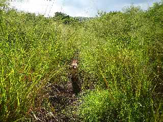 Sentier de Cayenne  Bras Mouton - St-Leu - Chien guide