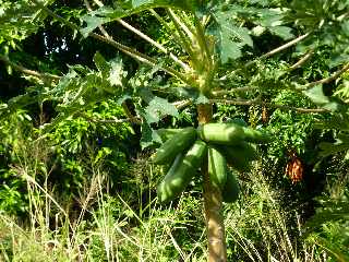 Sentier de Cayenne  Bras Mouton -  St-Leu - Papayers