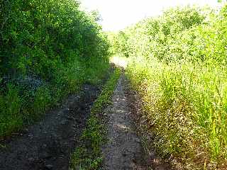 Sentier de Cayenne  Bras Mouton -  St-Leu - Chemin