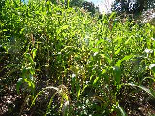 Sentier de Cayenne  Bras Mouton -  St-Leu - Mas