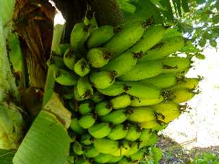 Sentier de Cayenne  Bras Mouton -  St-Leu - Bananier