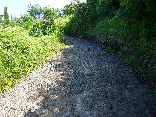 Sentier de Cayenne à Bras Mouton -  St-Leu - Chemin bétonné vers D13