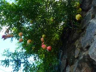 St-Leu - Bras Mouton -  D13 - Grenades