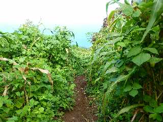 St-Leu - Bras Mouton -  Sentier vers Cayenne