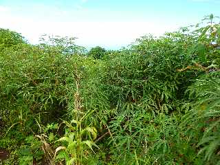 St-Leu - Bras Mouton -  Sentier vers Cayenne - Manioc