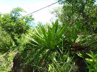 St-Leu - Bras Mouton -  Sentier vers Cayenne - Choca vert