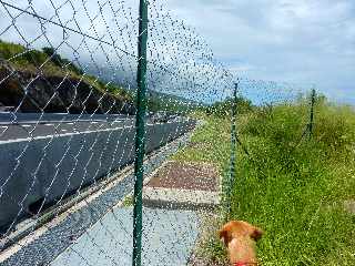 St-Leu - Bras Mouton -  Sentier vers Cayenne -