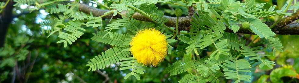 Sentier de Cayenne  Bras Mouton - St-Leu - Mimosa fleuri