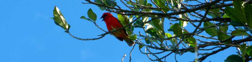 Sentier de Cayenne  Bras Mouton -  St-Leu - Cardinal mle