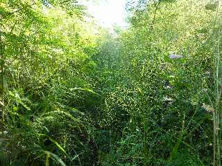 St-Leu - Sentier de Grand Etang - Herbes hautes