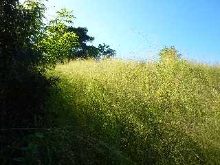 St-Leu - Sentier de Grand Etang - Herbes hautes