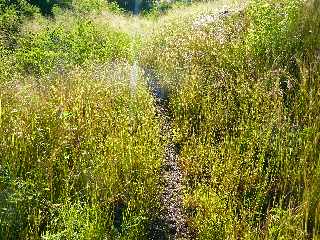 St-Leu - Sentier de Grand Etang