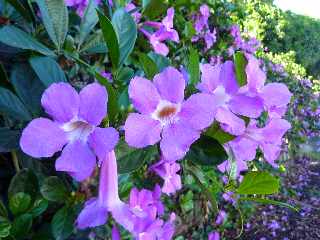 St-Leu - CD22 - Vers l'Etang St-Leu - Fleurs