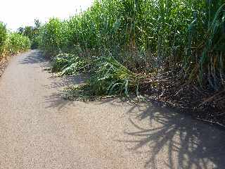 St-Leu - Le Cap Lelivre - Cannes  terre