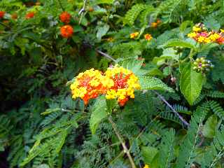 St-Leu -  Corbeille d'or, Lantana camara, galabert