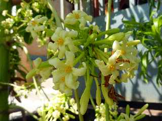 St-Leu - Fleurs de papayer mle