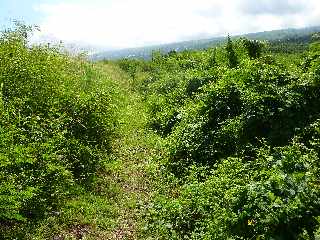 St-Leu -  Retour au sentier