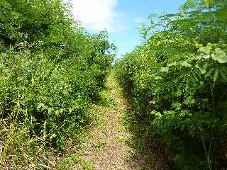 St-Leu -  Sentier nouveau longeant la Route des Tamarins