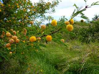 St-Leu - Sentier de retour vers la cte - Acacia farnesiana en fleurs