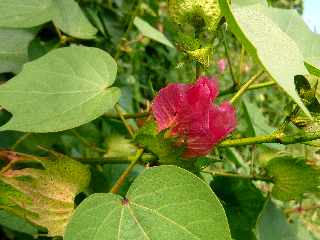 St-Leu -  Fleurs de cotonnier