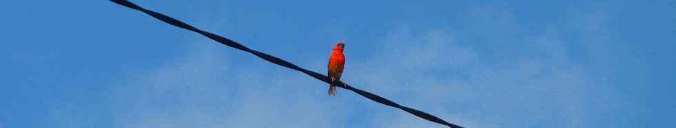 St-Leu - CD22 - Le Cap Lelivre - Cardinal