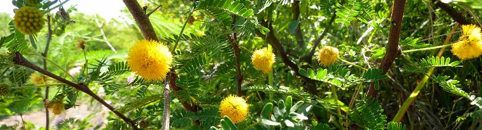 St-Leu  - Acacia farnesiana en fleurs
