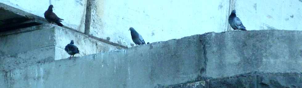 Mai 2012 - Pont sur la Rivire St-Etienne - Pigeons sur piles