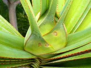 Fleur de vacoa mle - pandanus utilis