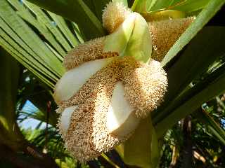 Fleur de vacoa mle - pandanus utilis