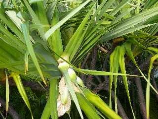 Fleur de vacoa mle - pandanus utilis