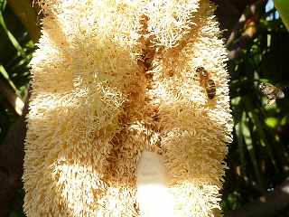 Fleur de vacoa mle - pandanus utilis -  Abeilles