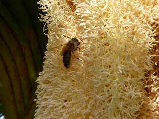 Fleur de vacoa mle - pandanus utilis -  Abeilles