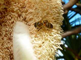 Fleur de vacoa mle - pandanus utilis -  Abeilles