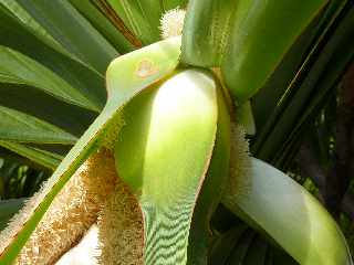 Fleur de vacoa mle - pandanus utilis