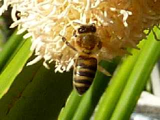 Fleur de vacoa mâle - pandanus utilis -  Abeilles