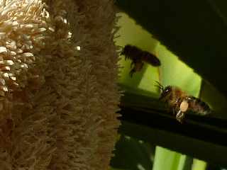 Fleur de vacoa mle - pandanus utilis -  Abeilles