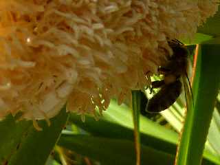 Fleur de vacoa mâle - pandanus utilis -  Abeilles